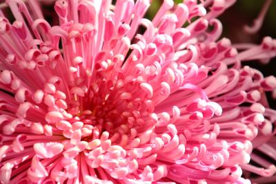 観劇前に新しいレンズで久しぶりの湯島天神菊まつり～ピーク過ぎかけた菊も麗しい