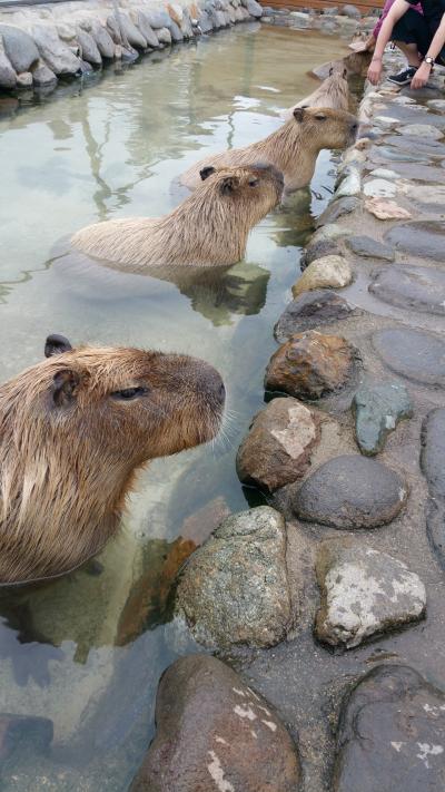 カピバラ温泉浴(那須動物王国)