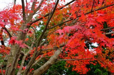 しが　奥琵琶湖・紅葉で賑わう鶏足寺　2015秋