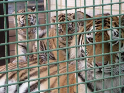 ZOOめぐり2015 第7回(小虎ちゃんにご対面@茶臼山動物園 )