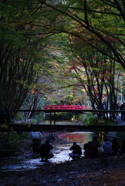 小國神社 紅葉2015　今年はイマイチか