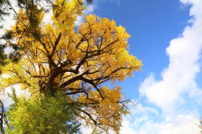 京都を歩く(230) 京都秋景 2015