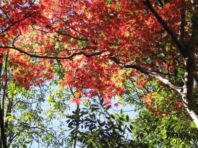 湯河原散歩～ほんのり色づく紅葉とランチを愉しむ♪