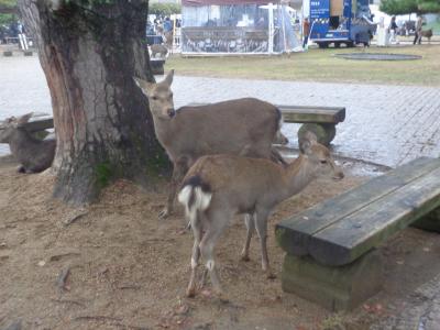 奈良公園