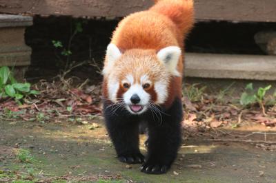 伊豆熱川温泉ホテルに前泊して今年２度目の熱川バナナワニ園のニシレッサーパンダ詣（２）名前が分かってさらに親しみがわいたニシレッサーパンダ特集（前編）オリビアちゃんとペアを組んだシナモンくんと、元気で良かった真っ白けいちゃん～まりもちゃんだけ写真が撮れなかったけど、チャーミングな女子群