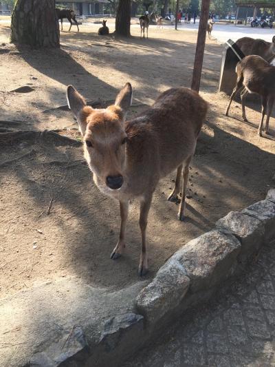 奈良ぶらり旅