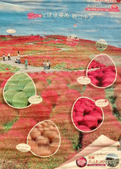 国営ひたち海浜公園-3　コキア～鮮やかな紅葉の群生　☆グラデーションも見事に