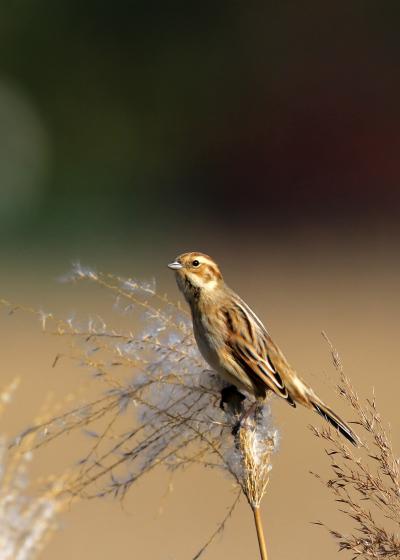 野鳥撮影記録（2015年12月前半）