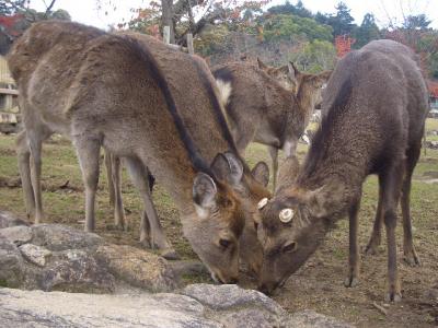 約10年ぶりに訪れた奈良公園～春日大社～二月堂～東大寺