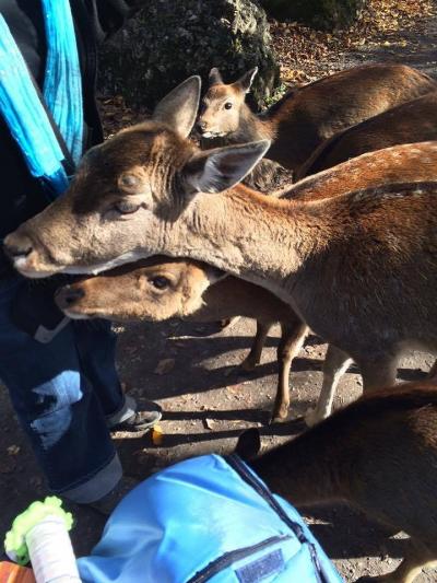 中央スイス：リギ山麓にある動物園&#12316;前半&#12316;【スイス情報.com】