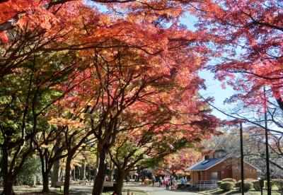 秋色に包まれた代々木公園をお散歩♪