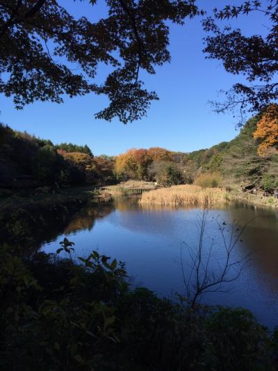 泉の森　散歩　(紅葉を求めて）