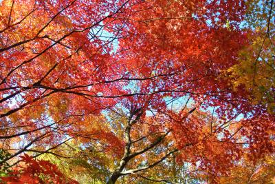 東京ぶらり散歩　～東京の紅葉を見に行こう！一般公開初日・秋の皇居乾通りと北の丸公園と皇居東御苑～