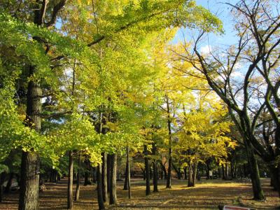 2015年11月15日：武蔵野の森探訪　武蔵野公園～野川公園