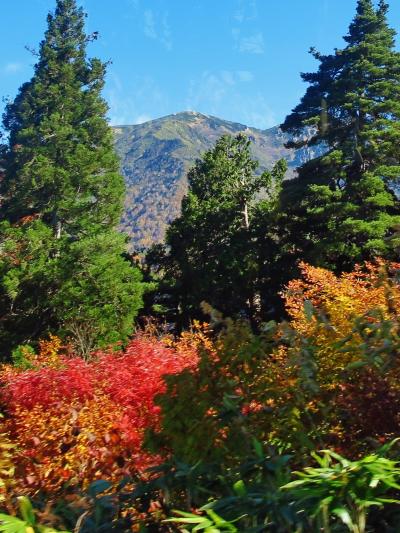 立山黒部アルペンルート-4　高原の紅葉　真っ盛り　バス車窓風景　☆高度を上げて