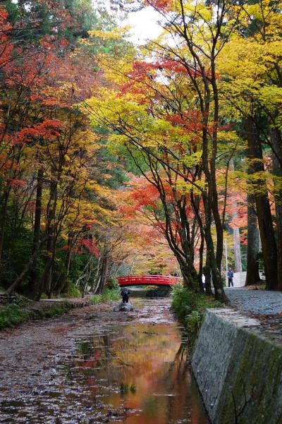 小國神社 紅葉2015 Part?