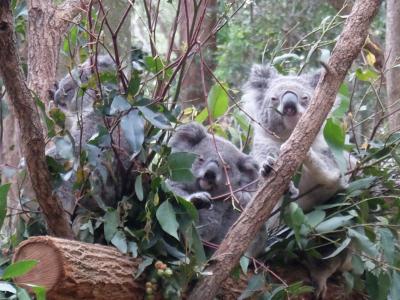 ゴールドコースト４泊６日☆カランビン野鳥園