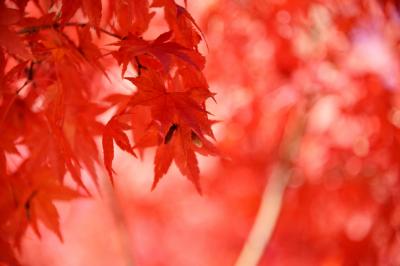 山梨 静岡 不発の紅葉狩り　地元東京(行船公園 源心庵)でリベンジしました