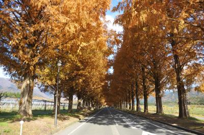 高島市マキノビッグランド紅葉のメタセコイア並木道