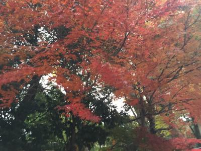 深大寺の紅葉