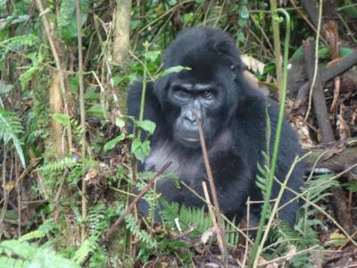 ウガンダ動物見物旅行ー特にマウンテンゴリラ