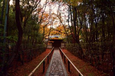 2015　秋の京都 二日目 3 高桐院で迎える夕陽そして故郷FIRENZE