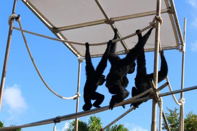 2015 7歳児・子連れHAWAII 2.3日目