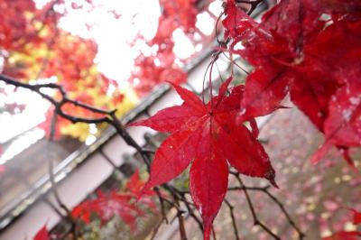 茅野の紅葉とイルフ童画館