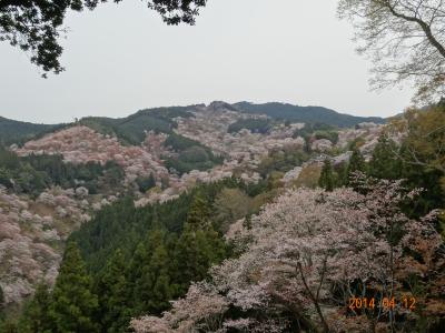 バスツアーで吉野千本桜を見に行きました。①