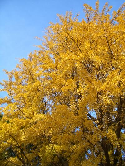 れい散歩　＜IN上野公園　思いがけず紅葉を楽しむ＞