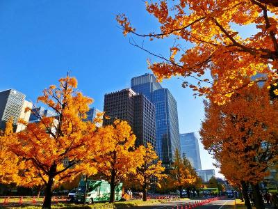 東京駅前・行幸通りの黄葉