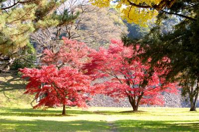 皇居の紅葉、どうでしょか(´∀`　ランチは京風イタリアン！　どうでしょか(´∀`