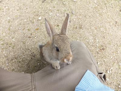 2015 平日広島アウェイ観戦とウサギの島散策【その６】うさぎ島でうさぎと戯れ（その３）