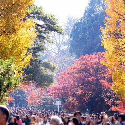 皇居 乾通りの紅葉　２人が見ました/２０２,８２０人(2015年秋)