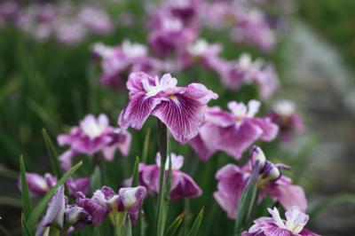 015島流し　菖蒲を観に向原へ