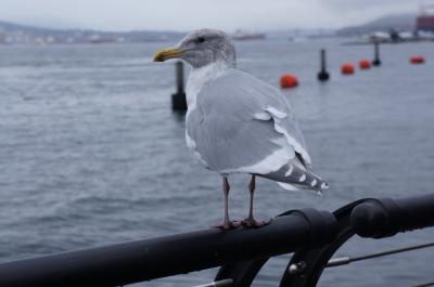 2泊4日のバンクーバー  (また私だけ)カナダ出国  その後那覇へ  機内で朝ゴハンを食べられれば来年度もＰ決定