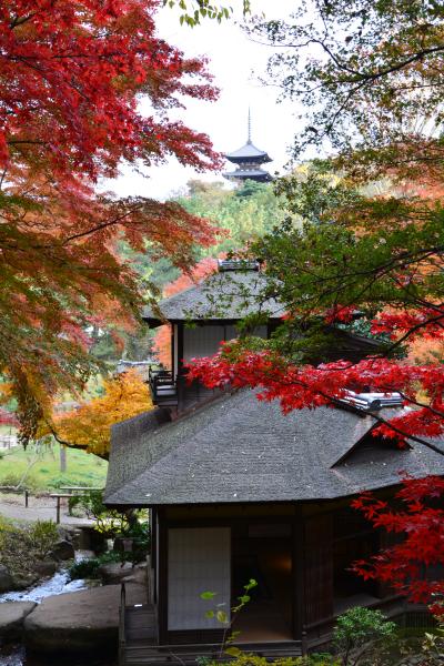 本牧三溪園の紅葉2015