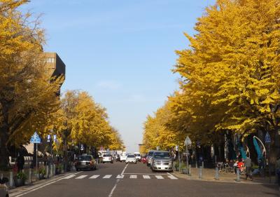 横浜の紅葉スポット山下公園通り・日本大通り・横浜公園を散策