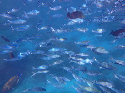 ちょっとバリ島に行ってきました♪（レンボンガン島編 そして憧れのアヤナリゾートへ）