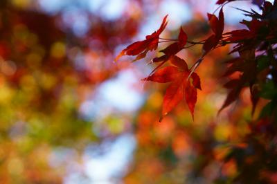 京都　真如堂　紅葉　20151120