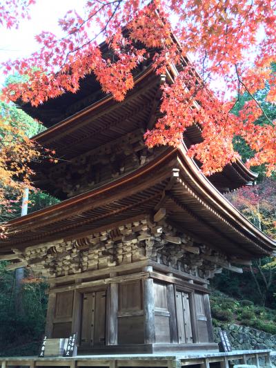 湖東三山の名刹、金剛輪寺。朝方の光が、紅葉の赤を鮮やかに引き立ててくれて。