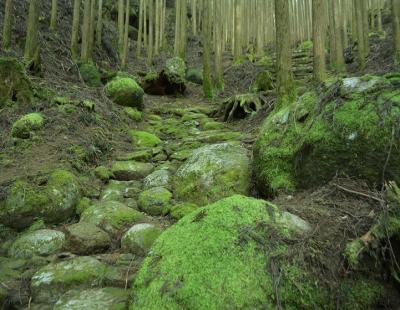 苔むす熊野古道・大雲取り越えをゆく