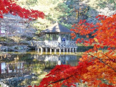 錦秋！--紅葉の石神井公園を往く