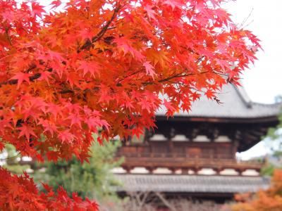 黄檗山・萬福寺の　普茶料理　と　晩秋の紅葉。