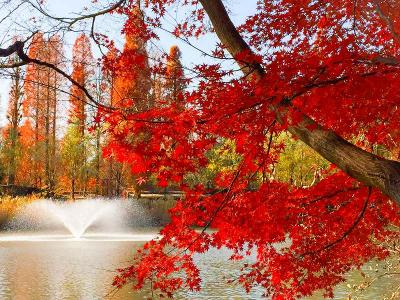 吉祥寺 三鷹 紅葉 に関する旅行記 ブログ フォートラベル 東京