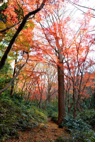 今年最後の紅葉散歩は鎌倉の天園ハイキングコースを獅子舞まで