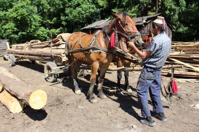 ROMANIA15 マラムレシュ地方のスルビ村、ブデスティ村 Sarbi,Budesti