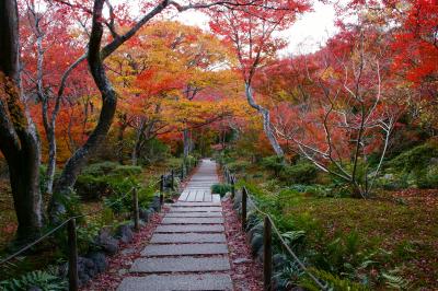 京都 宝筐院 紅葉 20141204