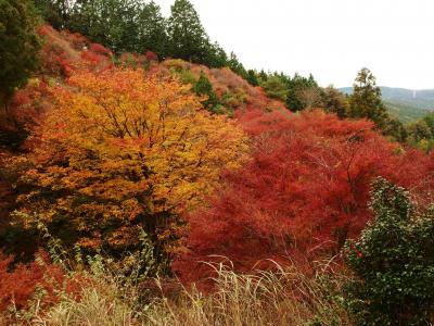 山燃ゆる　紅の海のよう　宮路山五井山縦走♪