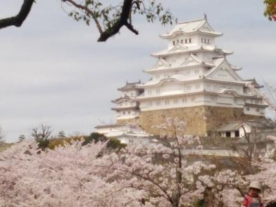 世界遺産   姫路城  桜の季節は綺麗&#10071;
